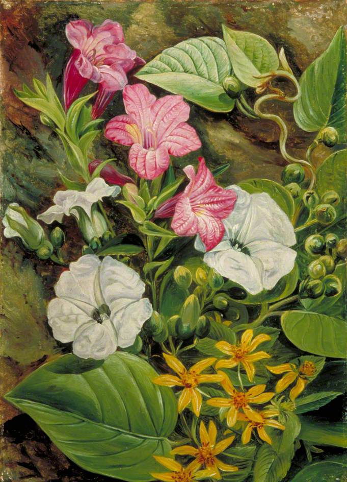Марианна Норт. Бразильские цветы
