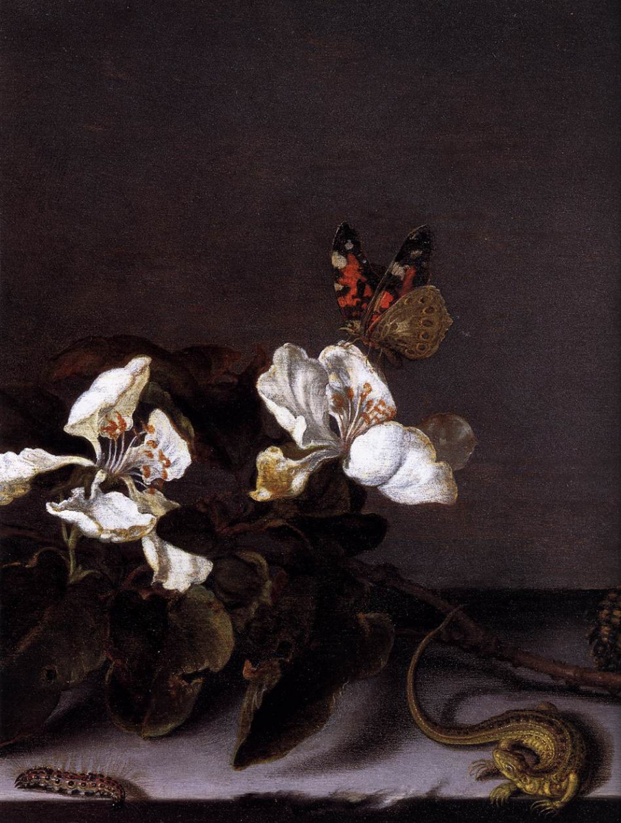 Балтазар ван дер Аст. Бабочка и ветка цветущей яблони (фрагмент)