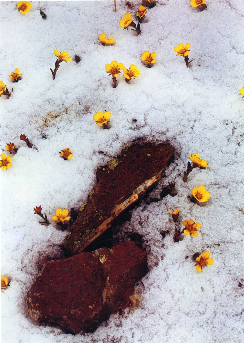 Дэвид Мюнх. Цветы на снегу