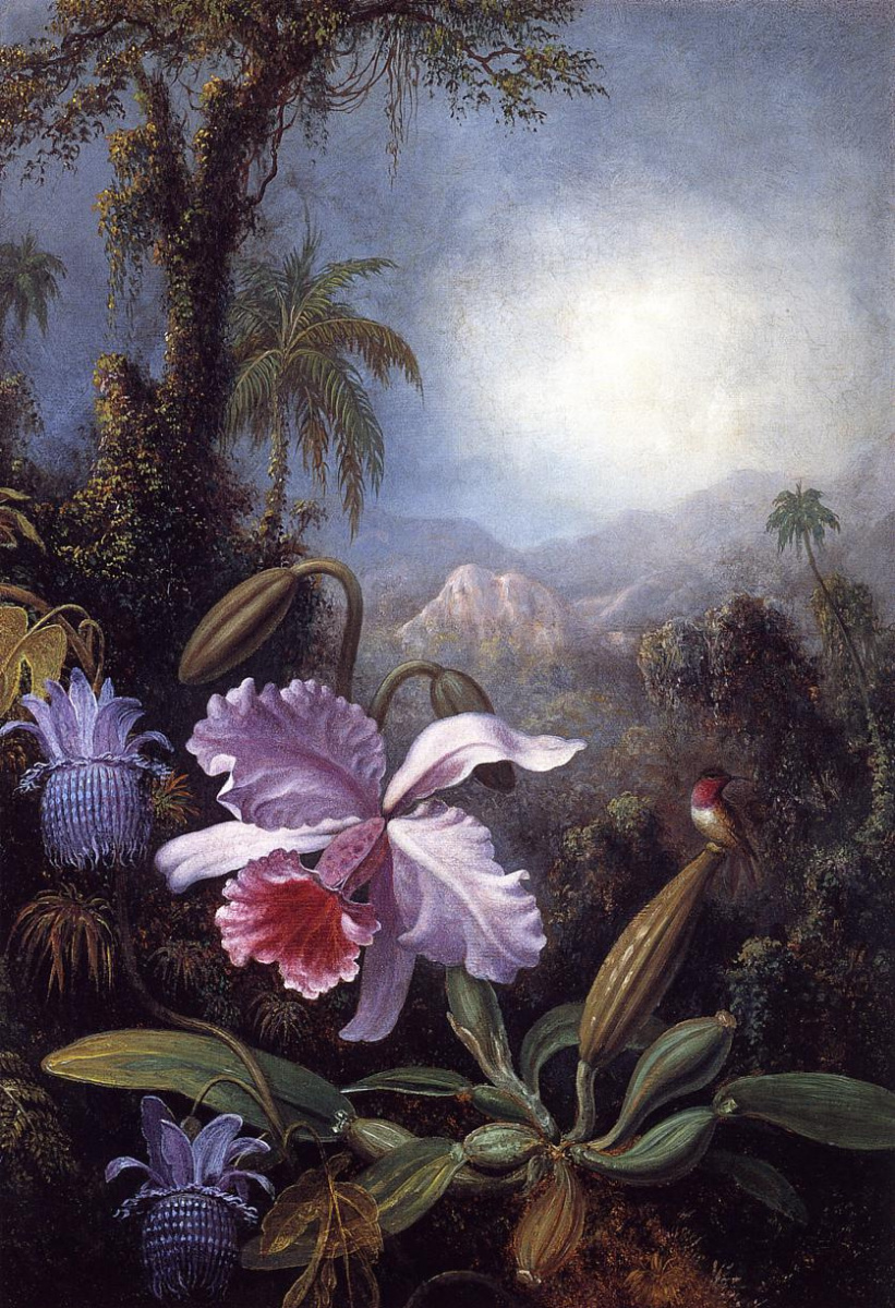 Мартин Джонсон Хед. Цветущие орхидеи и пассифлоры и колибри