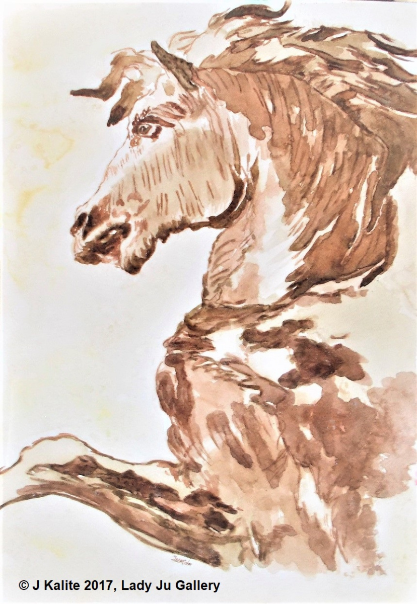 Jurita AGSA. Profile of Horse