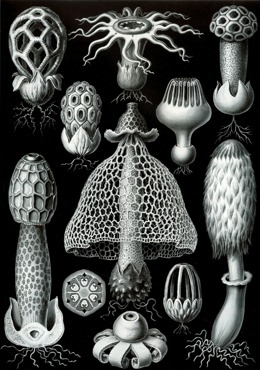 Эрнст Генрих Геккель. Базидиомицеты (Базидиальные грибы). «Красота форм в природе»