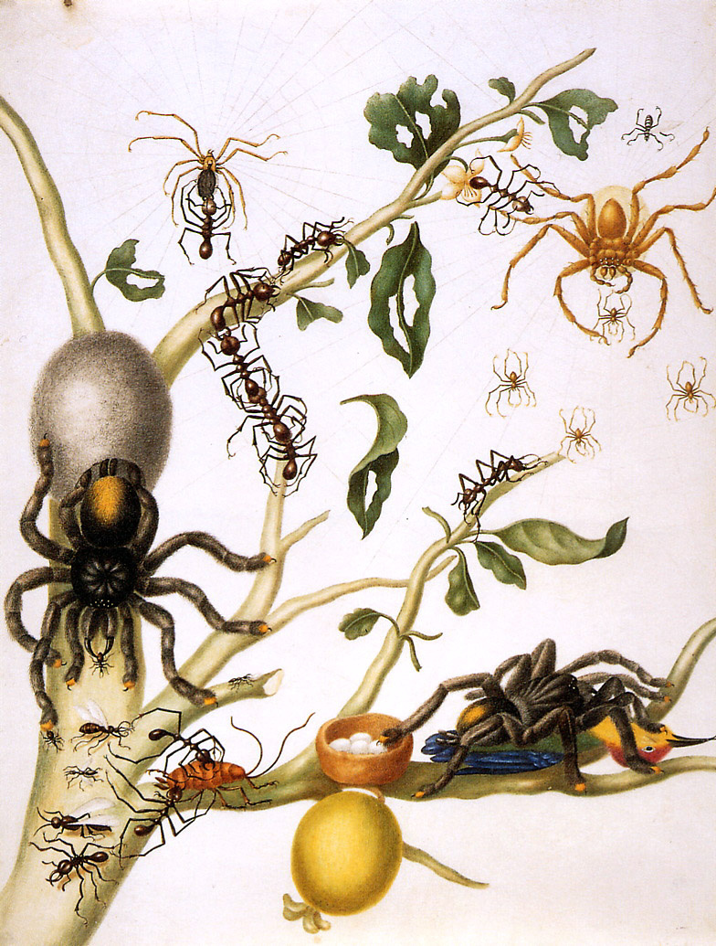 Мария Сибилла Мериан. Гуава с гигантскими крабовыми пауками, пауками-кругопрядами, зонтичными муравьями, тараканами, тарантулами и колибри. Суринам