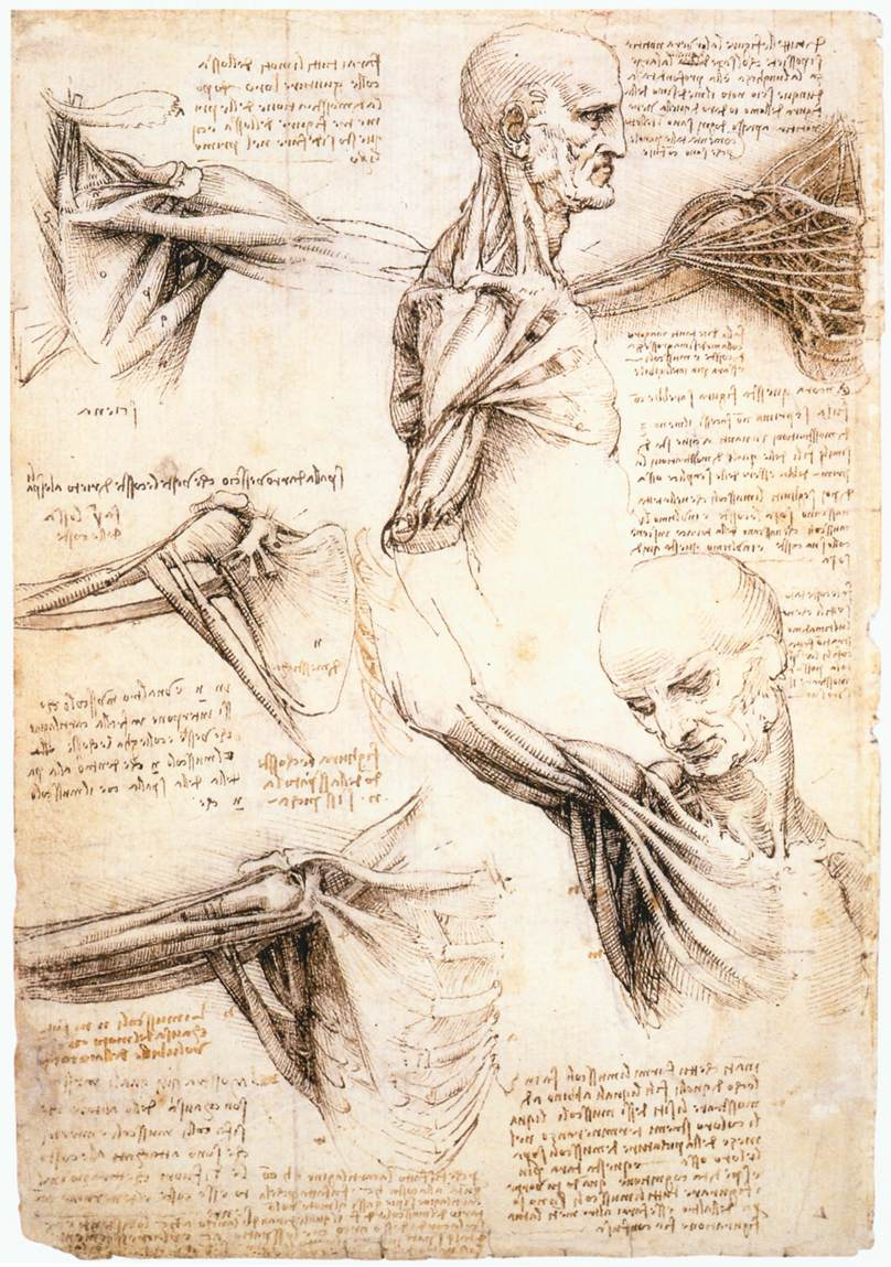 Леонардо да Винчи. Анатомические зарисовки плеча