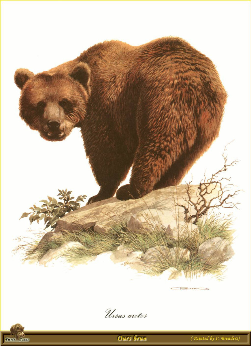 Карл Брендерс. Медведь
