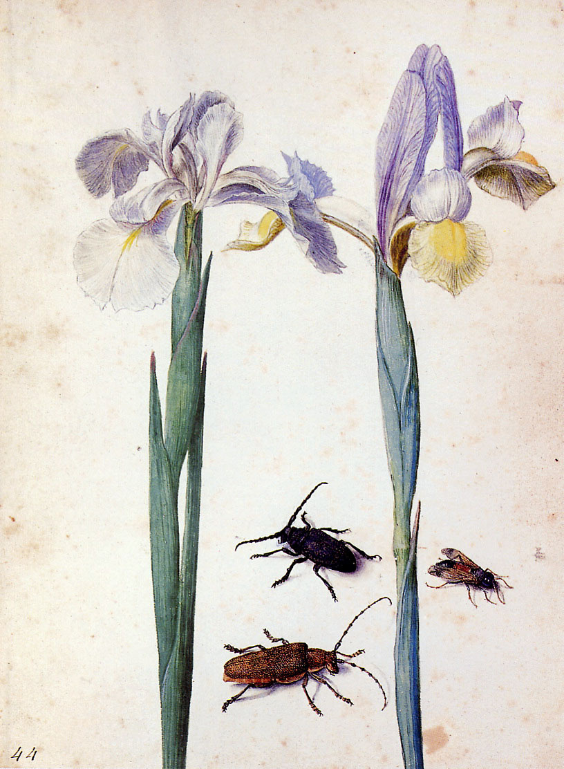 Георг Флегель. Два цветка и мухи
