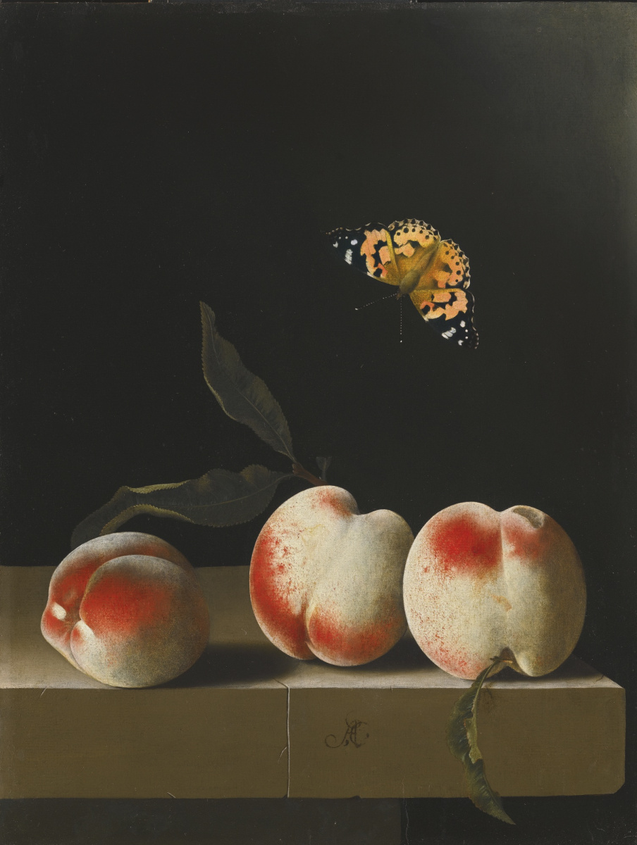 Адриан Коорт (Коорте). Бабочка и три персика на каменной столешнице