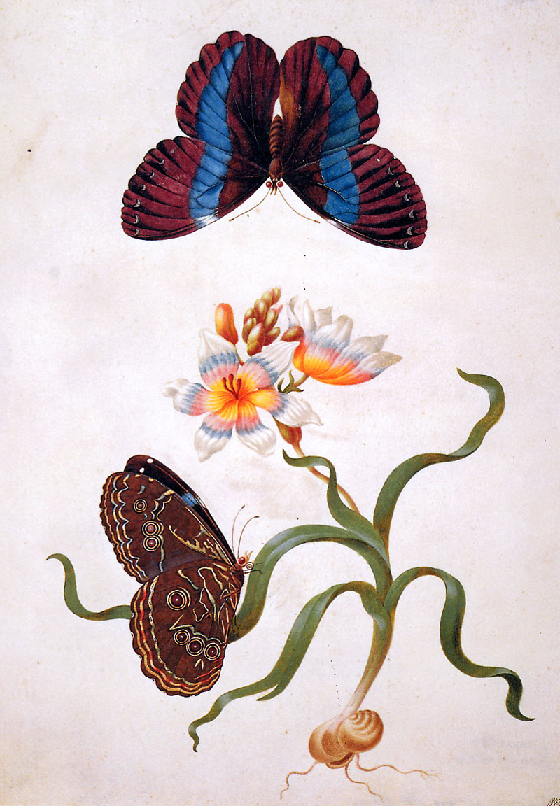 Мария Сибилла Мериан. Травяной ирис с экзотической бабочкой