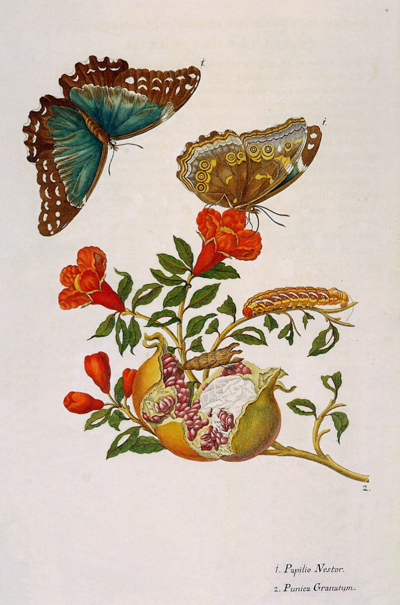 Мария Сибилла Мериан. Цветы и бабочки