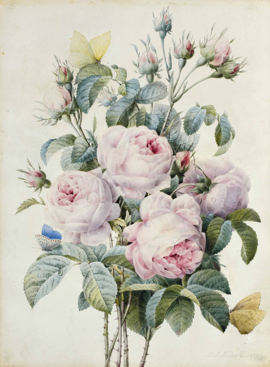 Пьер-Жозеф Редуте. Розовые розы и бабочки