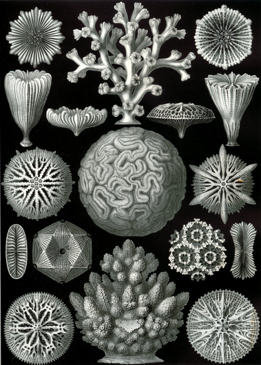 Эрнст Генрих Геккель. Шестилучевые кораллы. «Красота форм в природе»