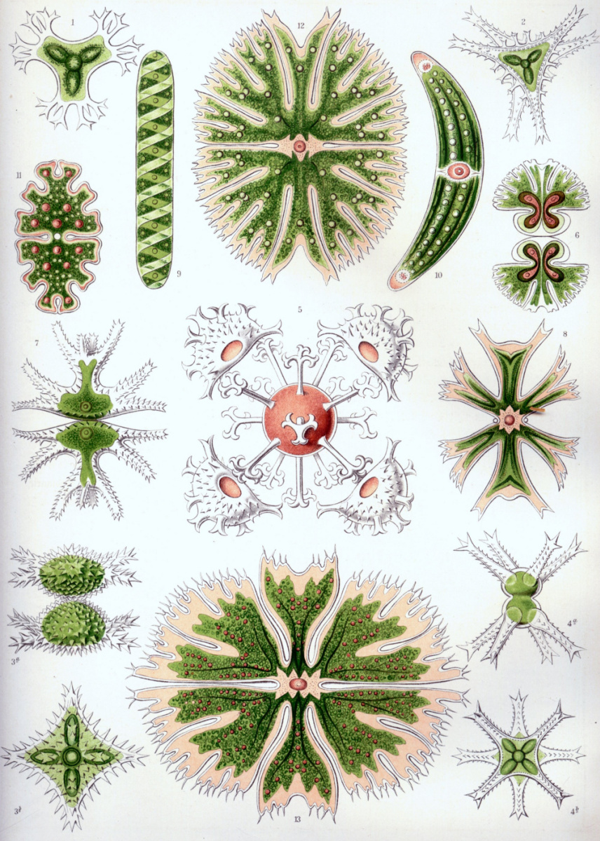 Эрнст Генрих Геккель. Зеленые водоросли: десмидеи. «Красота форм в природе»