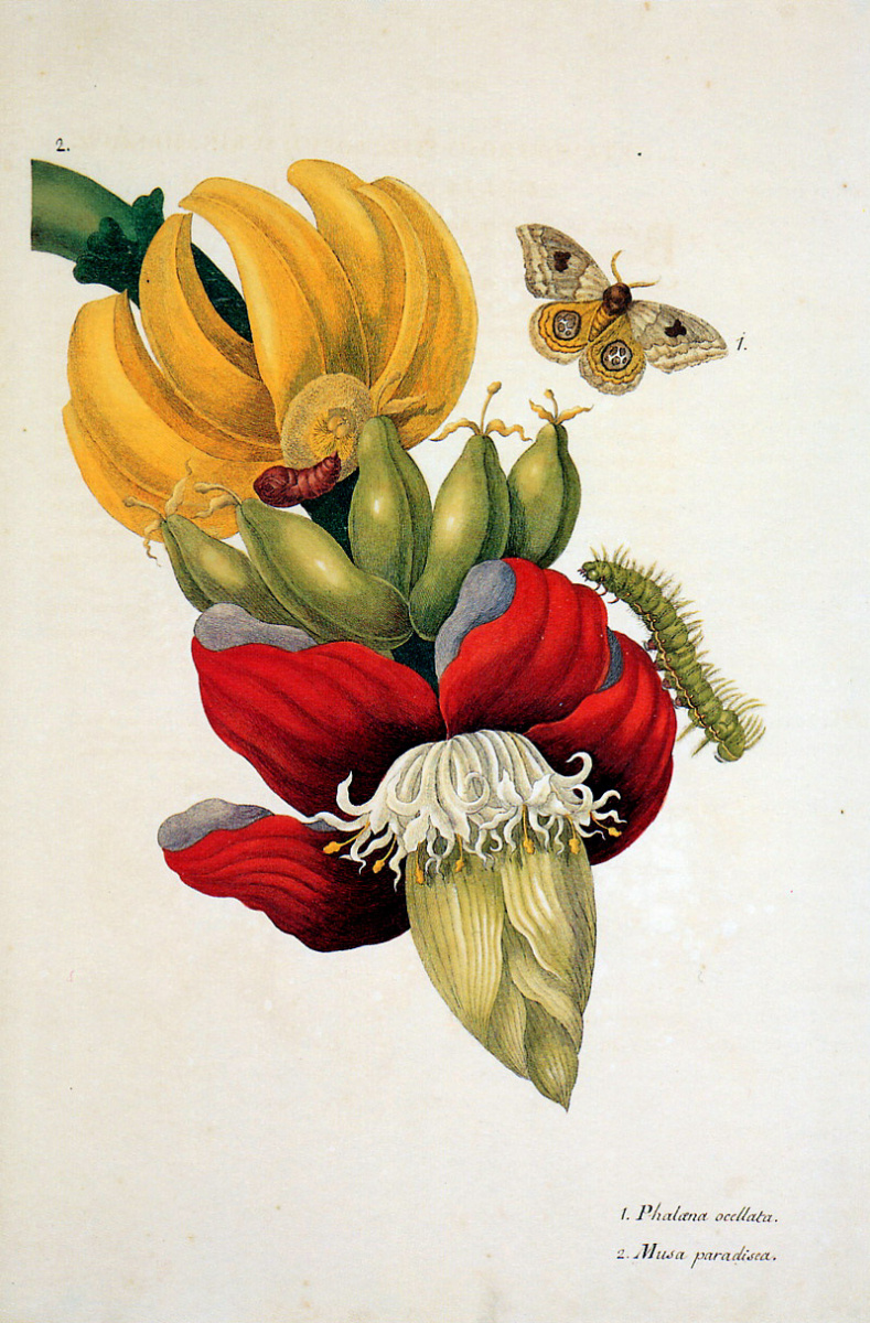 Мария Сибилла Мериан. Цветок и плоды банана