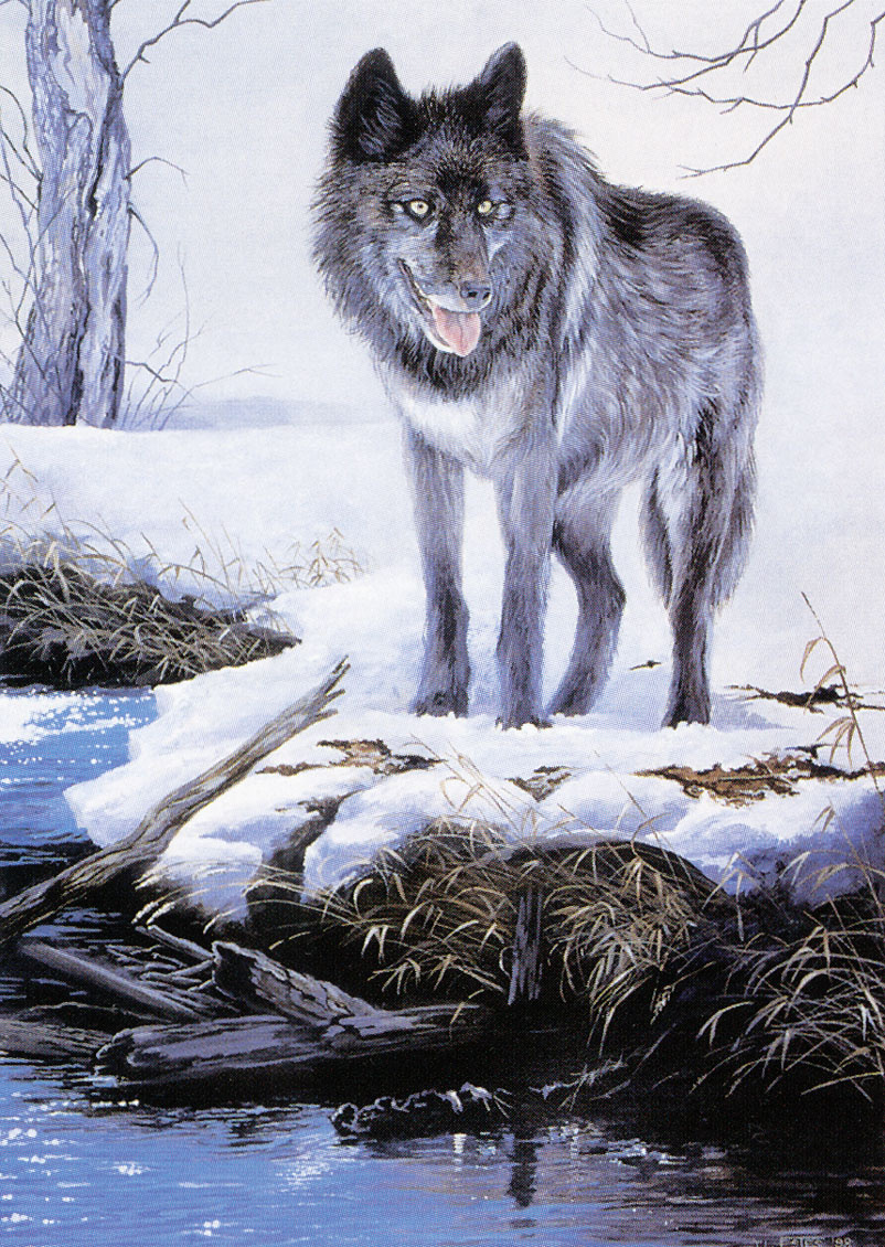 Труди Эстес. Волк на снегу