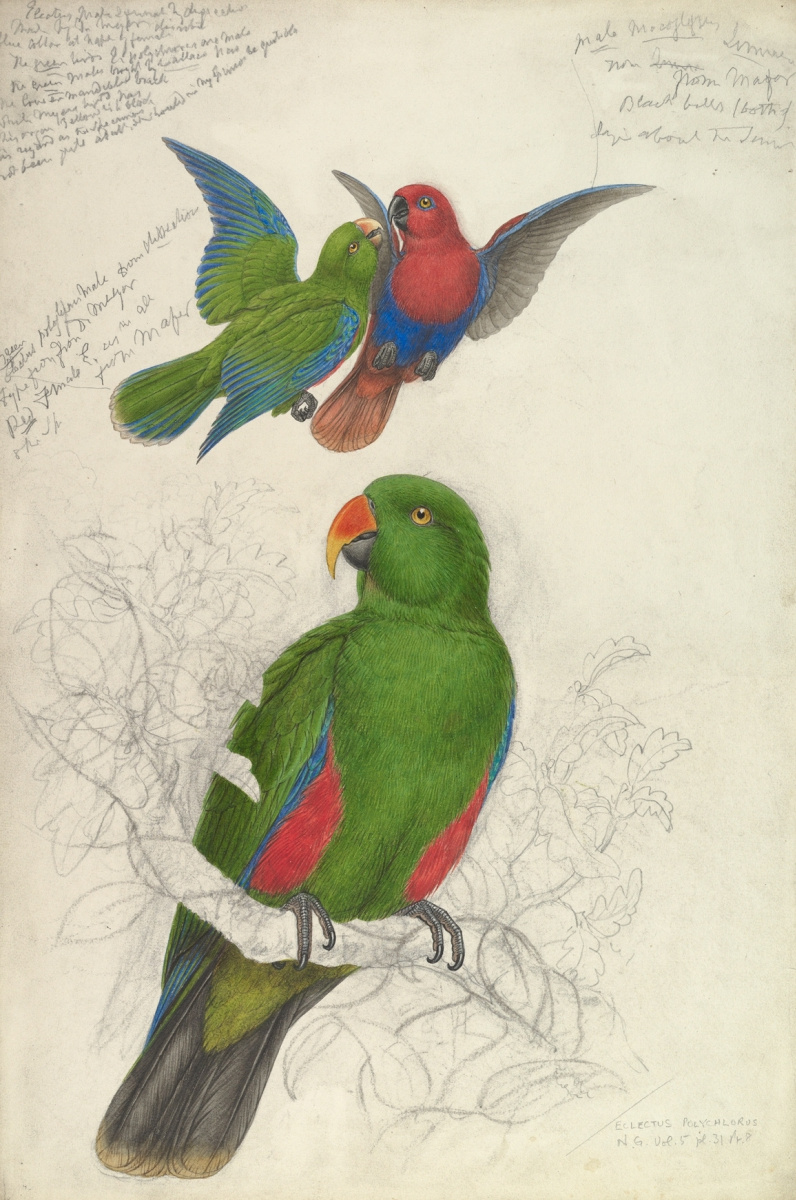 Эдвард Лир. Благородный зелено-красный попугай, Австралия