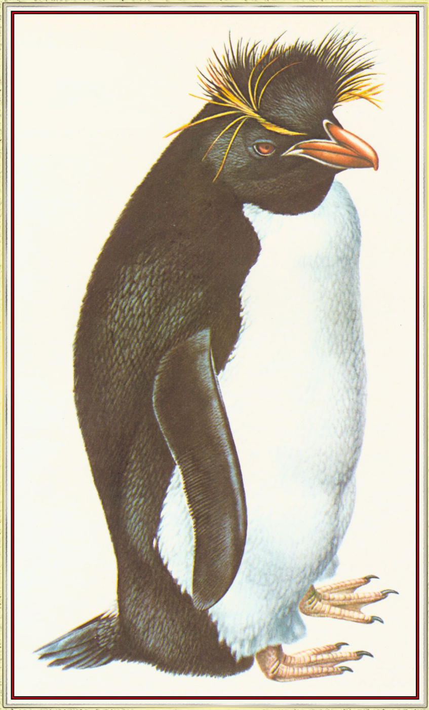 Питер Барретт. Пингвин