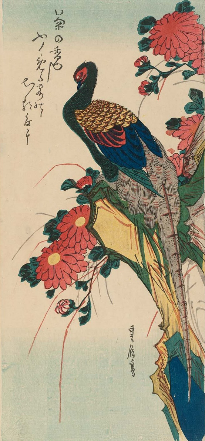 Утагава Хиросигэ. Фазан, сидящий на скале, и хризантемы. Серия "Птицы и цветы"