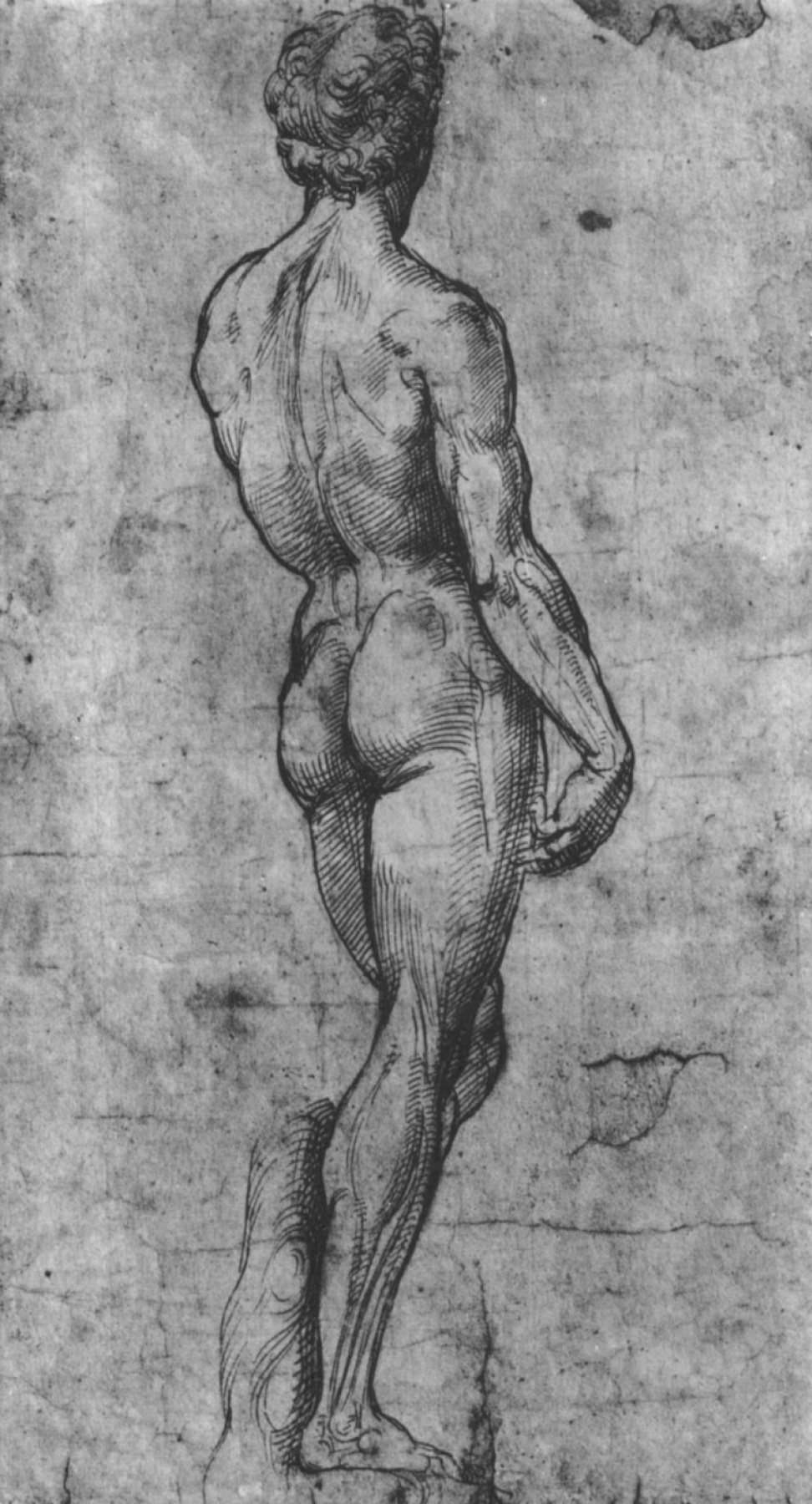 Рафаэль Санти. Обнаженный со спины (с «Давида» Микеланджело)