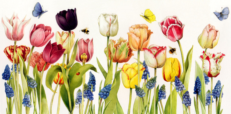 Марджолен Бастин. Разноцветные тюльпаны