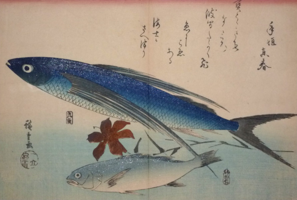 Утагава Хиросигэ. Японская летучая рыба, белый горбыль и цветок лилии. Серия "Рыбы"