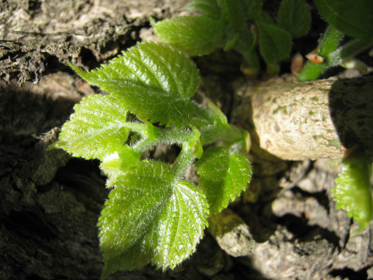 作品描述 "自负"