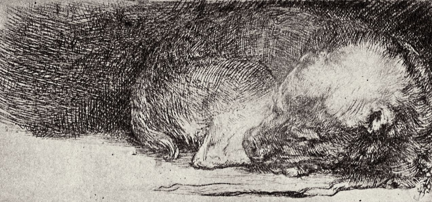 Рембрандт Харменс ван Рейн. Спящая собака