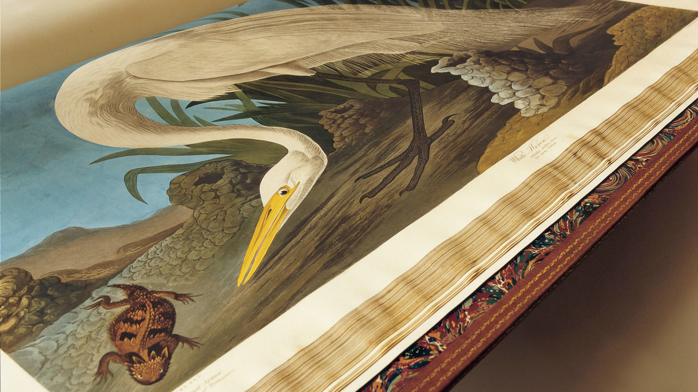 Все 435 иллюстраций знаменитых «Птиц Америки» Джона Одюбона доступны онлайн