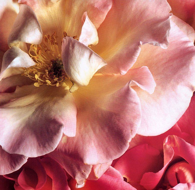 Клей Перри. Розовый цветок