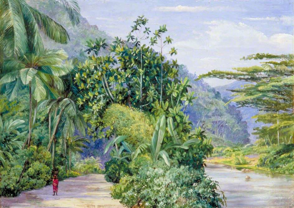 Марианна Норт. Дорога вдоль болота и тропические деревья, Ямайка