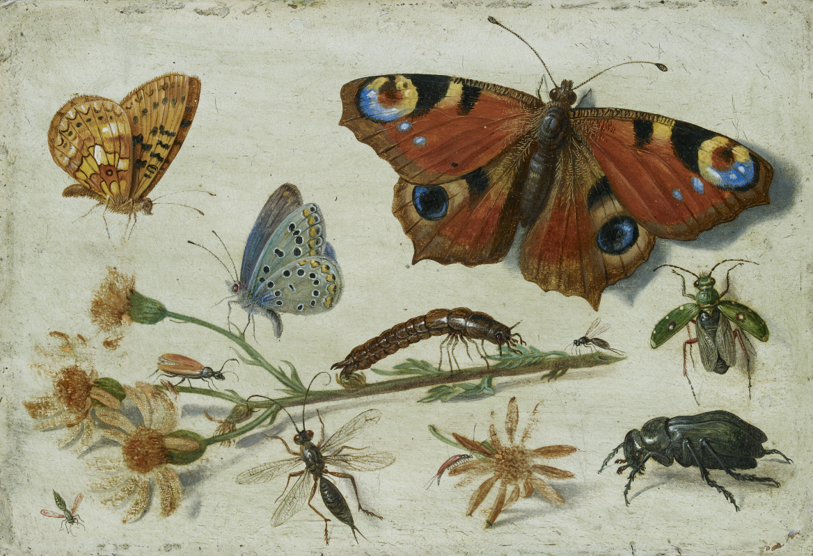 Ян ван Кессель Старший. Три бабочки, жук и другие насекомые с черенком крестовника