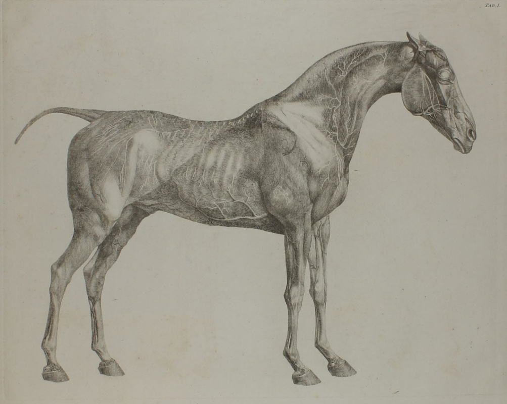 Джордж Стаббс. Анатомия лошади