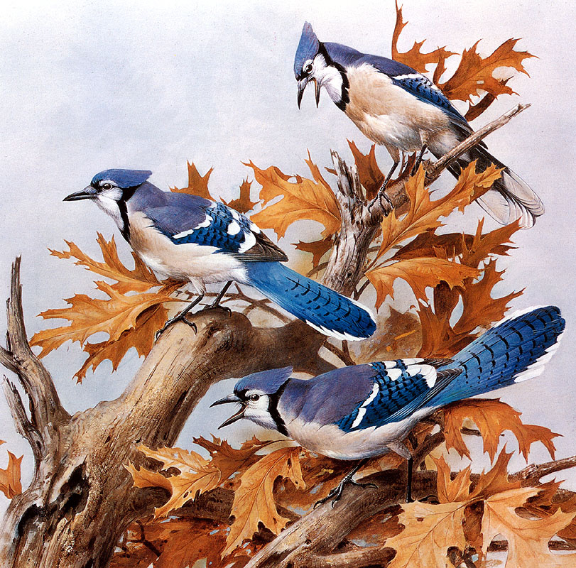 Роджер Тори Петерсон. Голубая сойка с осенними дубовыми листьями