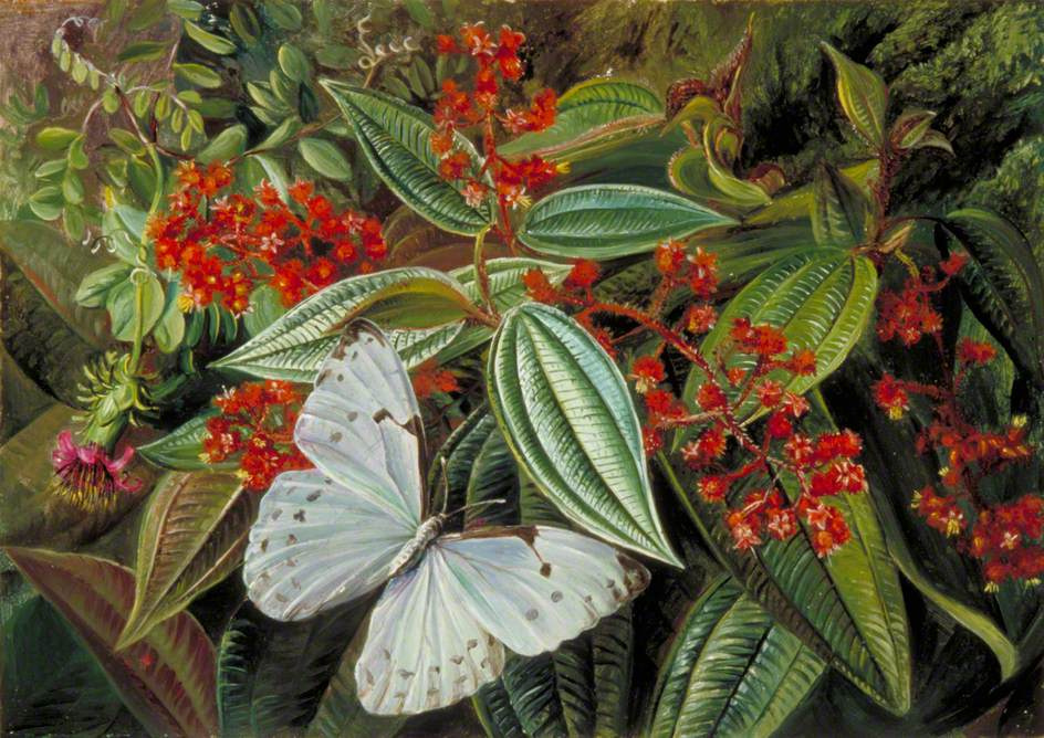 Марианна Норт. Бабочка и цветы-паразиты, Бразилия