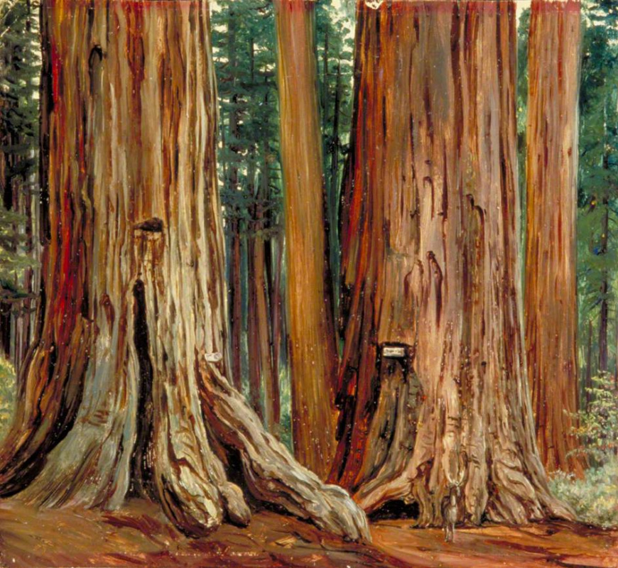 Марианна Норт. Кастор и Поллукс. Национальный парк гигантских деревьев Калварос, Калифорния