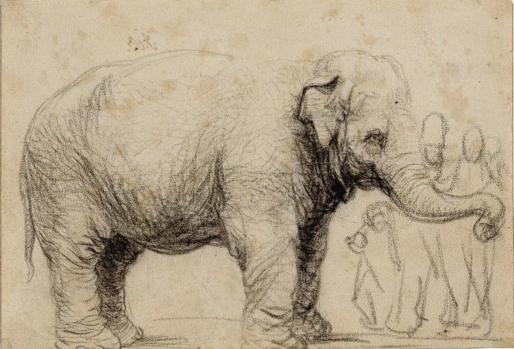 Рембрандт Харменс ван Рейн. Азиатский слон