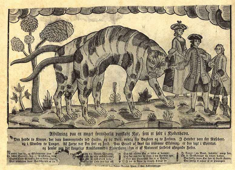 Иохан Рудольф Тиле. Изображение совершенно необыкновенной кошки с шестью лапами и двумя хвостами