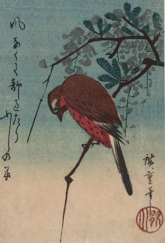 Утагава Хиросигэ. Птица на ветке глицинии