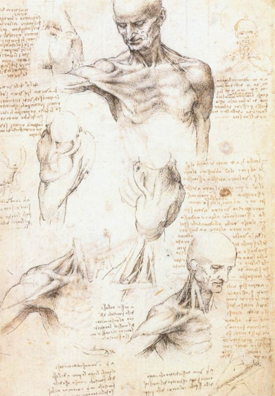 Другие рисунки Леонардо да Винчи из британского Королевского собрания