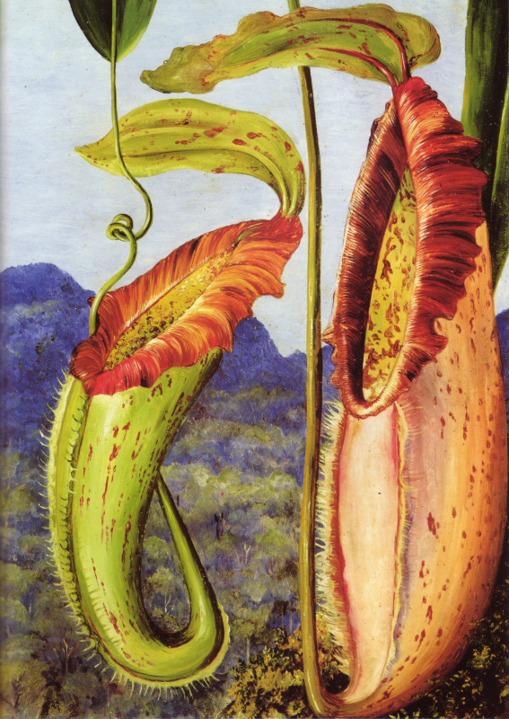 Марианна Норт. Цветок тропического кувшинчикового Непентес Нортиания (известняковые горы Саравак, Борнео)