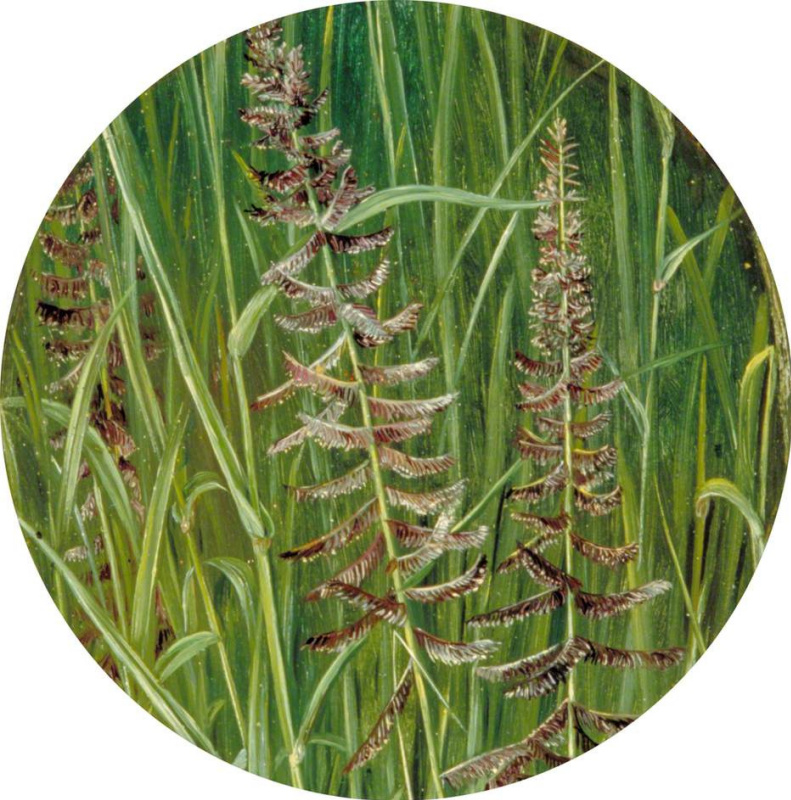 Марианна Норт. Мятлик или трава Куша. "Священная трава", Индия