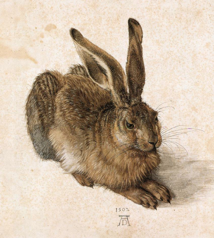 Albrecht Dürer. Young hare