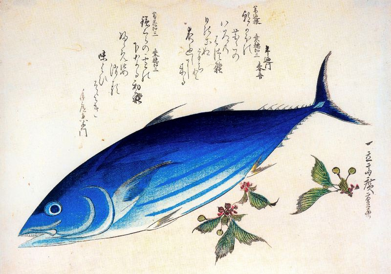 Утагава Хиросигэ. Тунец и веточки вишни. Серия "Рыбы"