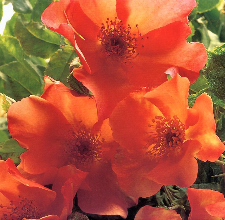 Клей Перри. Оранжевые цветы