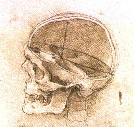 Леонардо да Винчи. Строение человеческого черепа