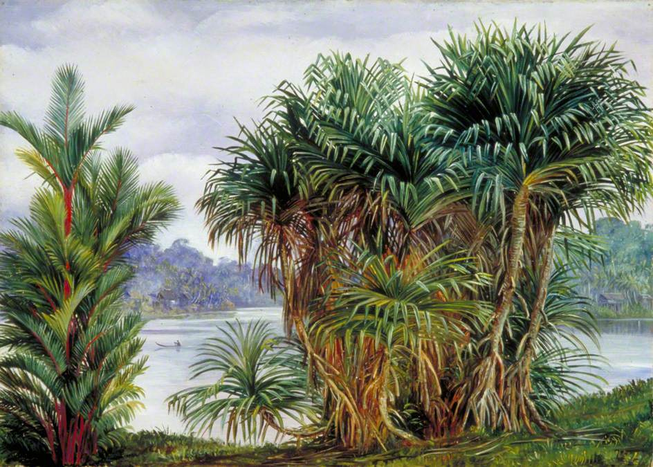 Марианна Норт. Вид сквозь пальмы на реку, Саравак, Борнео
