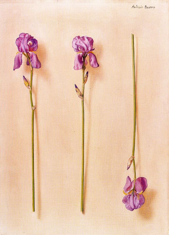 Антонио Буэно. Три цветка