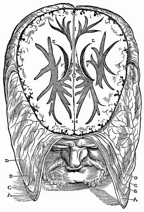 Ханс Бальдунг. Иллюстрация к "Анатомии" Вальтера Херманна Риффа, Мужская голова со вскрытой полостью больших полушарий головного мозга