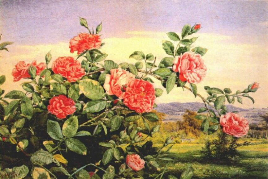 Джон Уильям Хилл. Красные розы