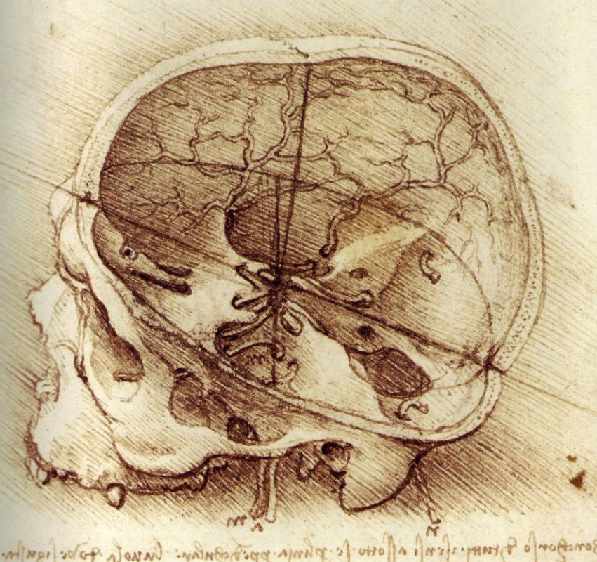 Леонардо да Винчи. Человеческий череп