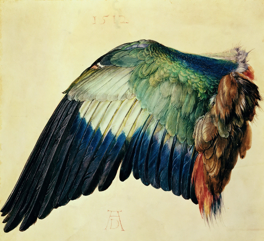 Albrecht Dürer. Left Wing of a Blue Roller